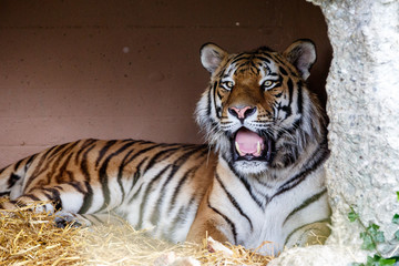 Tiger -  Panthera tigris