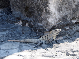 Iguana on rocks at Mayan Ruins