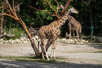 Giraffe - Giraffa camelopardalis