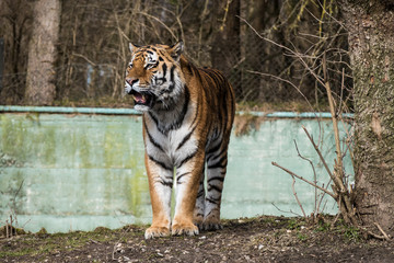Fototapeta na wymiar Tiger - Panthera tigris