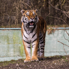 Tiger -  Panthera tigris