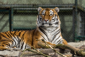 Tiger -  Panthera tigris