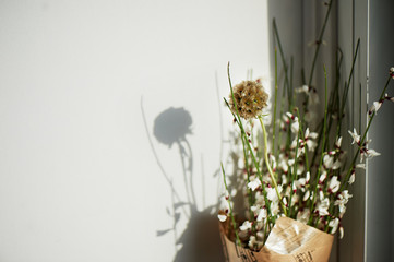 Scabious in the form of spines. Macro photography on a neutral light background.