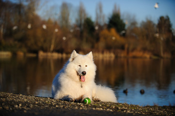 Samoyed dog lying down with ball by pond shore with ducks
