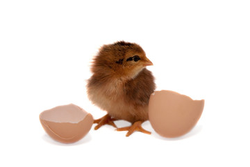 Little chick hatched from an egg.