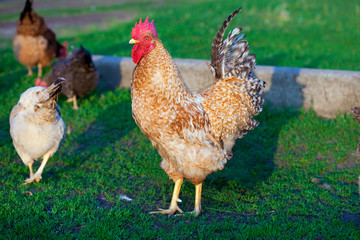 Rooster grazing in a meadow