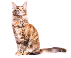 Portrait of domestic tortoiseshell Maine Coon kitten. Fluffy kitty isolated on white background. Adorable curious young cat sitting and looking up.