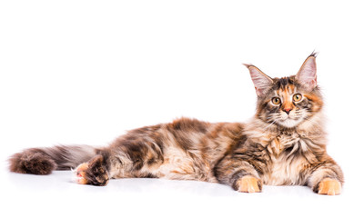 Naklejka premium Portret kota rasy Maine Coon szylkretowy. Puszysty kotek na białym tle. Uroczy, ciekawy młody kot, leżąc i patrząc na kamery.