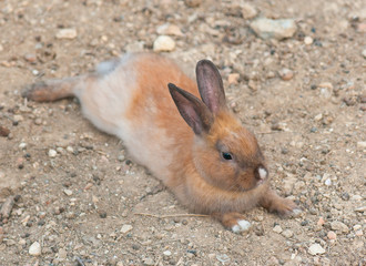 Little fluffy rabbit on dry grass - soft hay or straw in autumn day