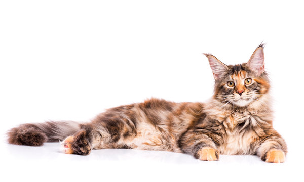 Portrait of domestic tortoiseshell Maine Coon kitten. Fluffy kitty isolated on white background. Adorable curious young cat lying down and looking at camera.