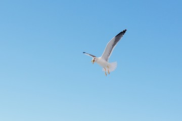 White seagull flying on blue sky with open beak