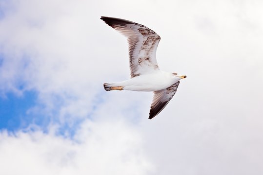 White seagull flying on blue sky