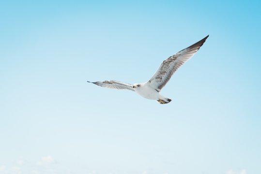 White seagull flying on blue sky