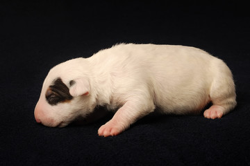 Bull Terrier puppy, 10 days old, lying over black background