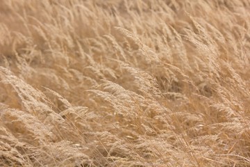 Summer yellow grass in the background.