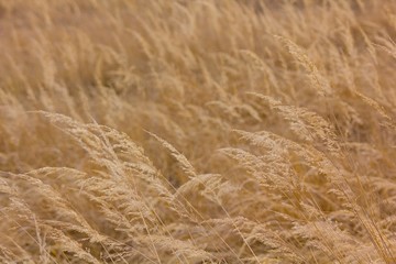 Summer yellow grass in the background.