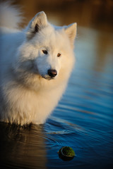 Samoyed dog standing in calm water with ball