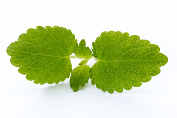 Fresh mint leaves isolated on white background. © gitusik