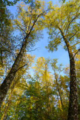 Tall trees forest viewed from below.