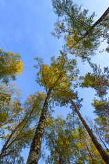 Tall trees forest viewed from below.