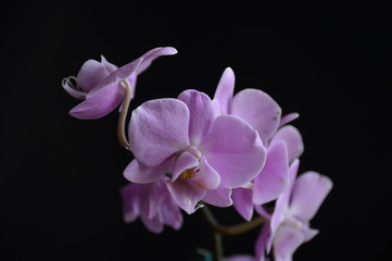 Fototapeta na wymiar Purple Orchid 1