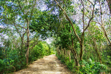 Fototapeta premium dirt road among green trees, foliage