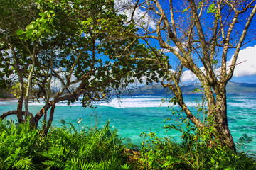 the view of the turquoise Caribbean sea through the green trees