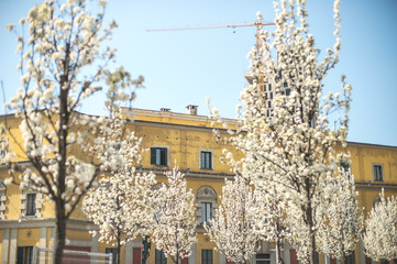 The ministerial building in the center of Tirana at Skanderbeg squarein spring surrounded by blooming trees.