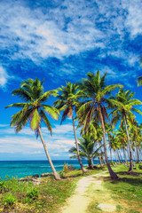 Fototapeta premium A winding path that leads through a palm tree forest near caribbean sea. Las Galeras, Samana, Dominican republic