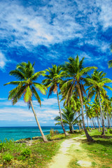 Fototapeta premium A winding path that leads through a palm tree forest near caribbean sea. Las Galeras, Samana, Dominican republic