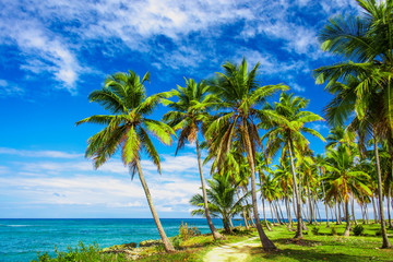 Fototapeta premium A winding path that leads through a palm tree forest near caribbean sea. Las Galeras, Samana, Dominican republic