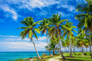 A winding path that leads through a palm tree forest near caribbean sea. Las Galeras, Samana, Dominican republic