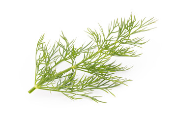 Fresh dill on the white background.