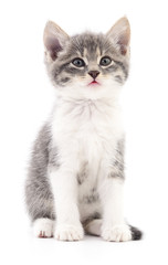 Kitten on white background.