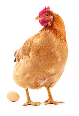 Hen and Egg