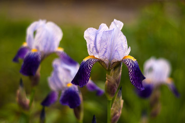 Beautiful purple iris flower after rain.