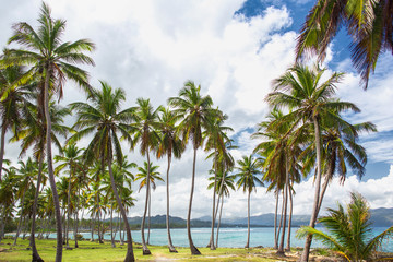 High palm trees on the ocean coast. Vacation concept. Samana, Dominican Republic