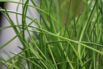 Gartenkräuter Petersilie Schnittlauch 