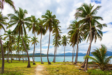 Fototapeta na wymiar Path through a palm tree forest near caribbean sea. Las Galeras, Samana, Dominican republic