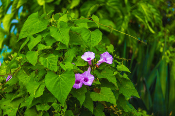 Purple bindweed with green leaves. Bight texture of blooming flowers Convolvulus 