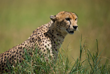 Cheetah portrait in Serengeti National Park