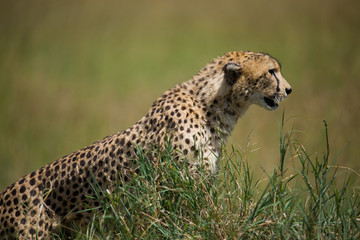 Cheetah portrait in Serengeti National Park
