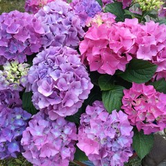 Purple Hydrangea