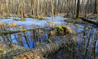 forest in early spring