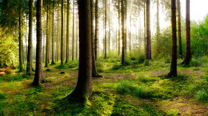 Fototapeta premium Wunderschöner Sonnenaufgang im herbstlichen Wald