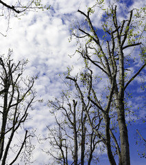 Trees against Blue Sky with Clouds