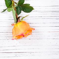 Roses on Wooden background. Selective focus.