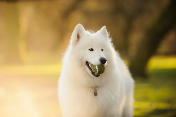 Obraz premium Samoyed dog holding ball in afternoon light