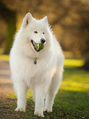 Samoyed dog standing in park holding ball