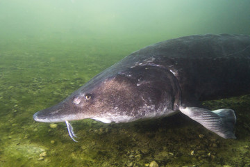 Fototapeta premium Underwater photography of the biggest fish Beluga (Huso huso) swimming in the river. Beautifull river habitat.